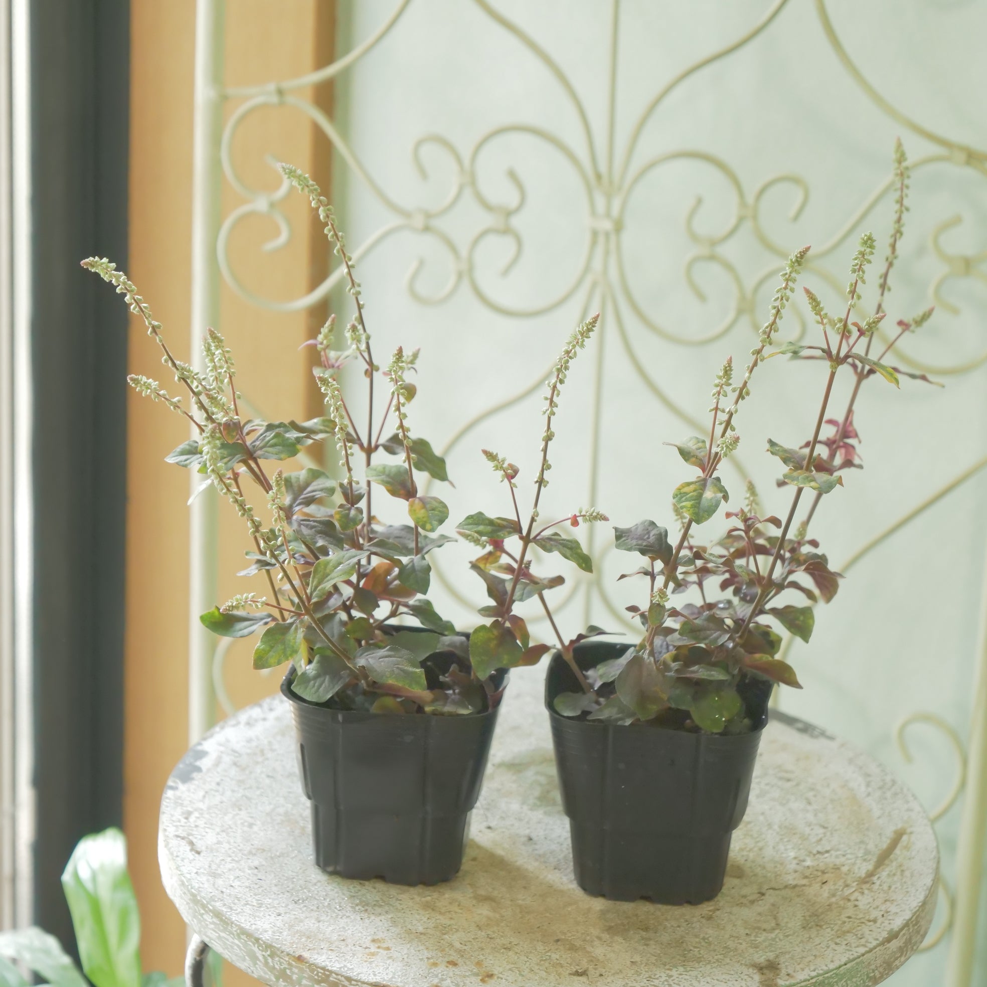 花苗、リーフ苗 – flower magic