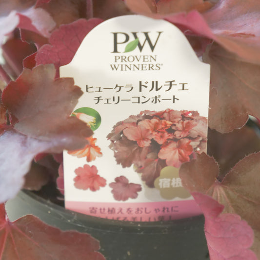 大株！ヒューケラ　ドルチェ【チェリーコンポート】