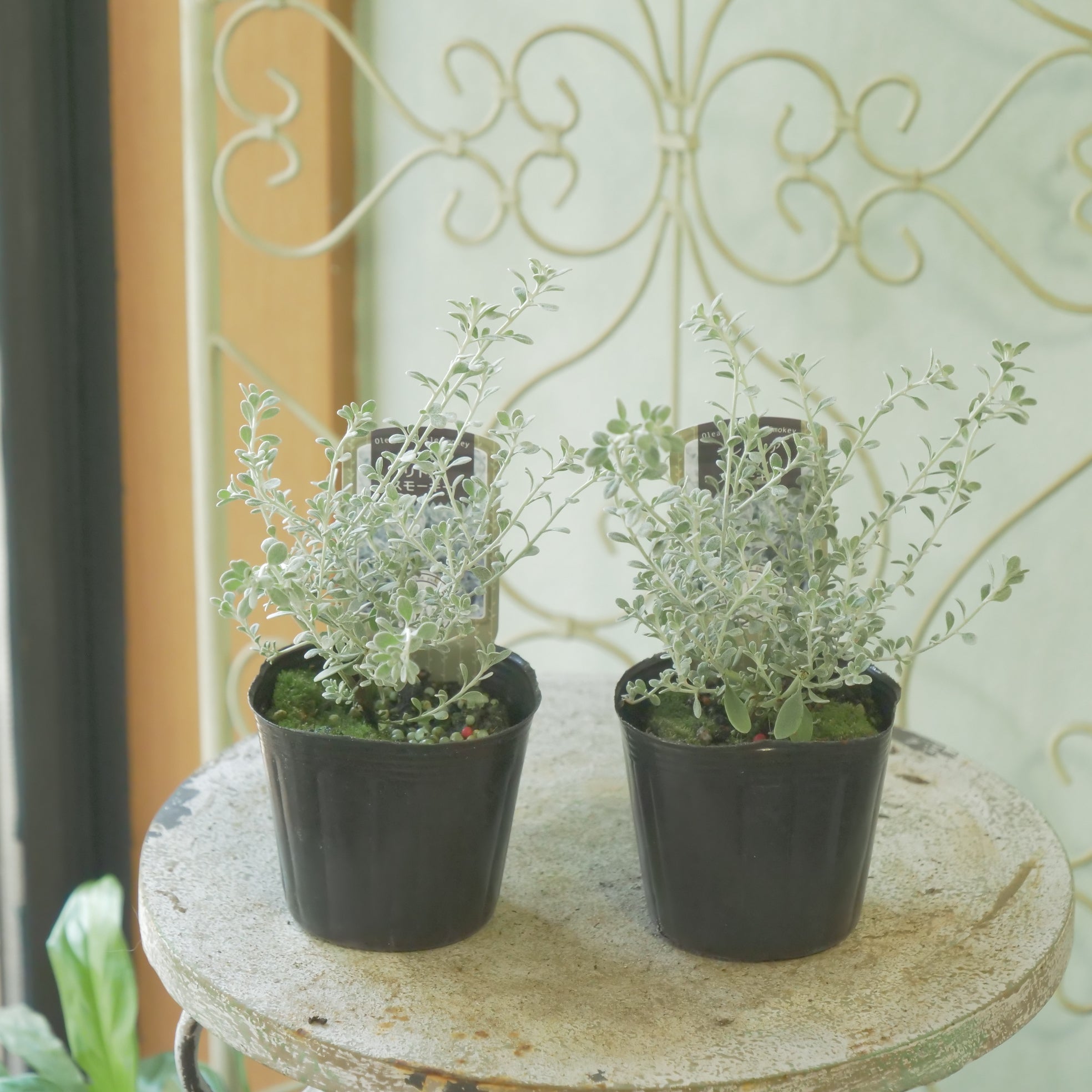 花苗、リーフ苗 – flower magic