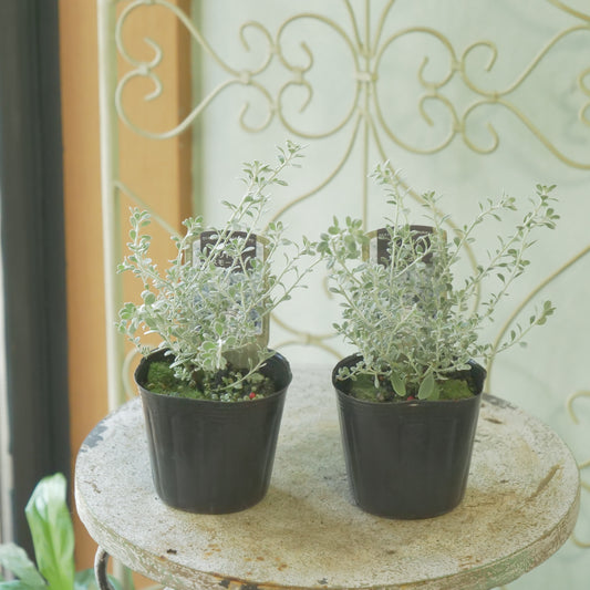 秋冬の寄せ植えに。オレアリア【リトルスモーキー】