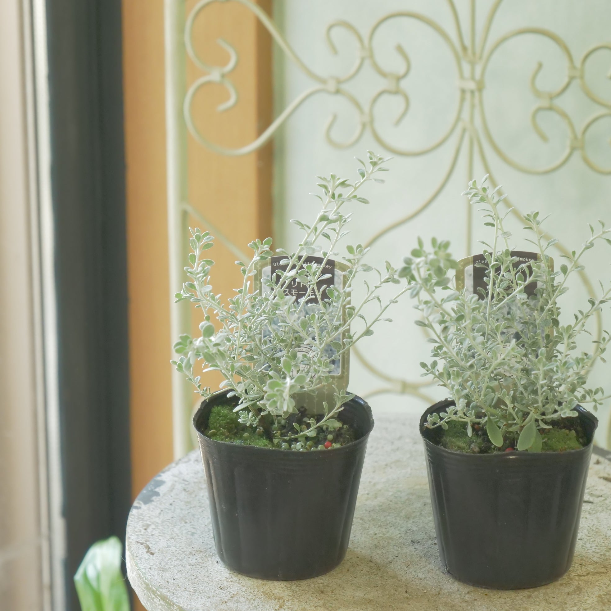 花苗、リーフ苗 – flower magic