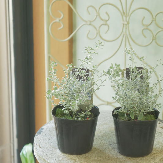 秋冬の寄せ植えに。オレアリア【リトルスモーキー】