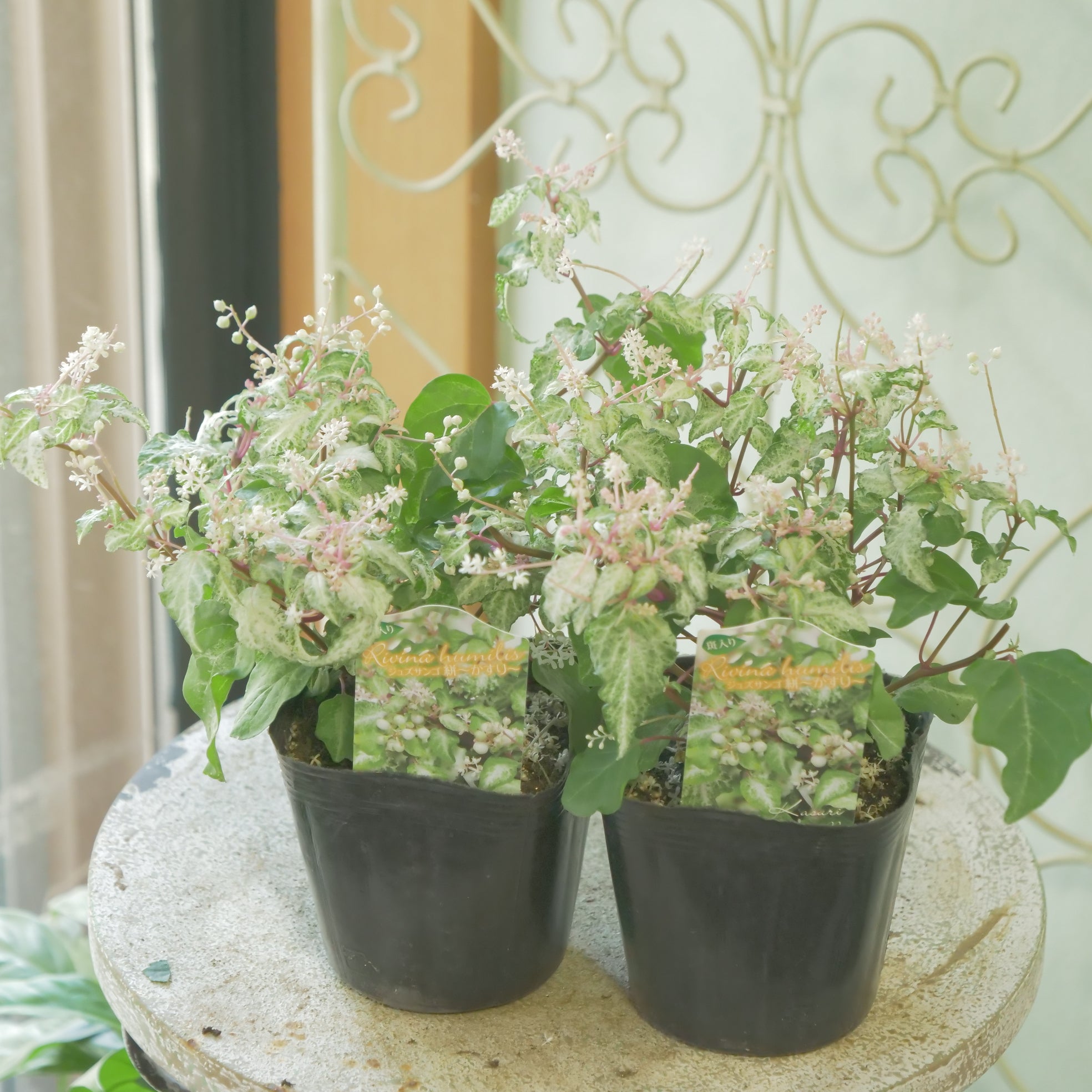 花苗、リーフ苗 – flower magic