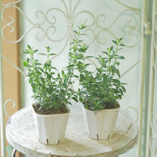 寄せ植えに。花越さん生産ハクチョウゲ（3～4分割できます）