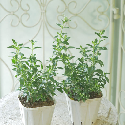 寄せ植えに。花越さん生産ハクチョウゲ（3～4分割できます）