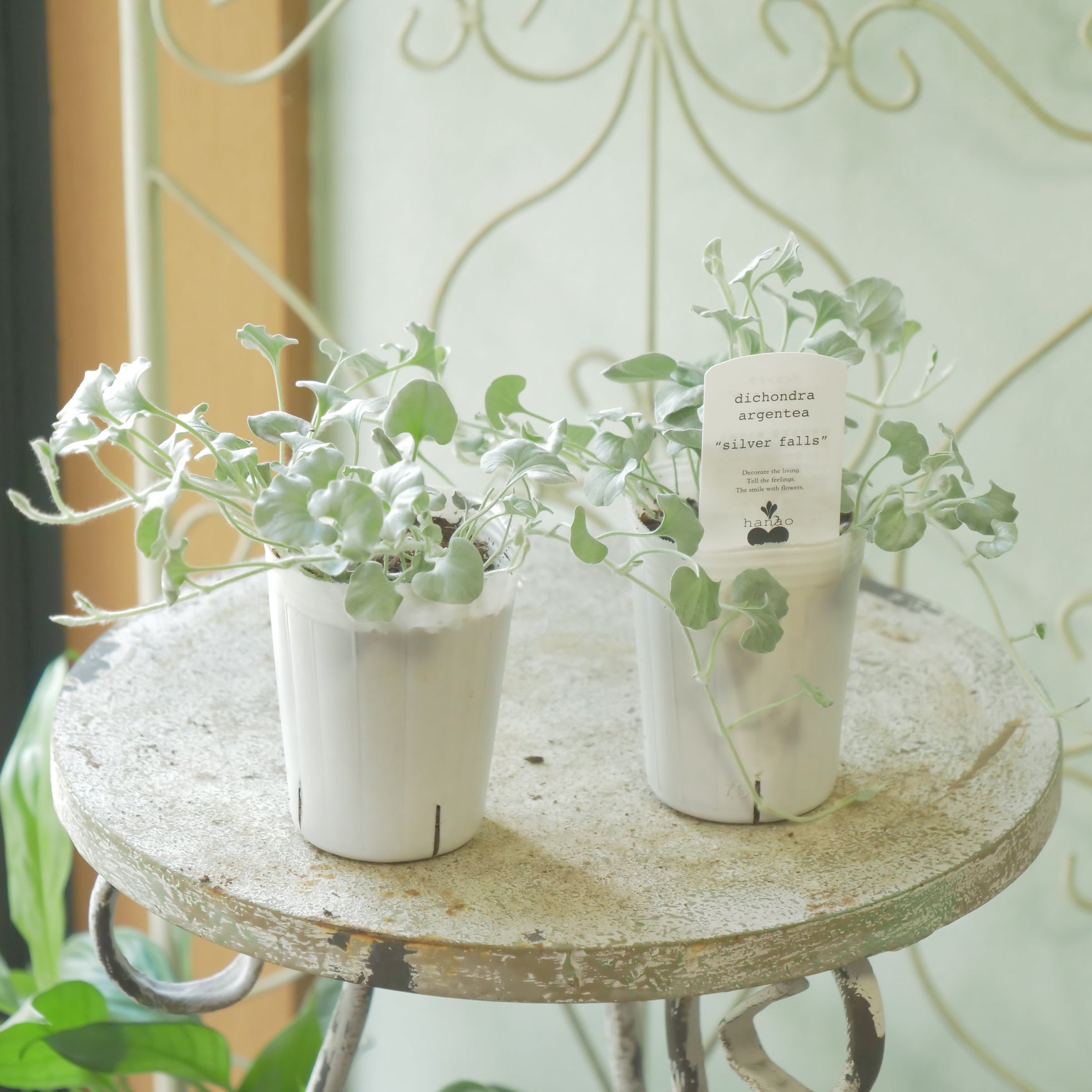 フラワーマジック「ボタニア」 フラワーマジック「ボタニア」 フラワーマジック「ボタニア