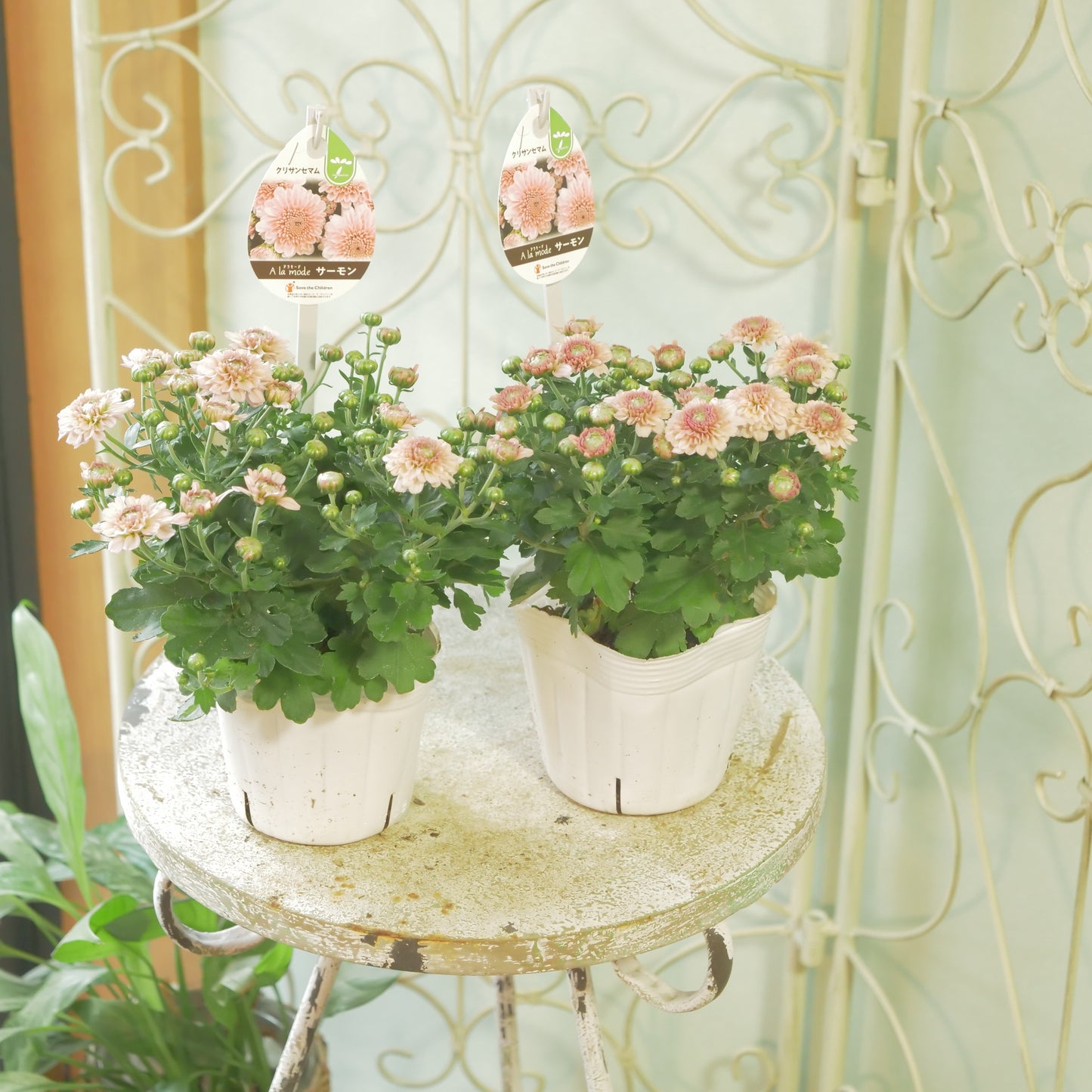 秋の寄せ植えに。蕾たくさん!!クリサンマム　アラモード【サーモン】