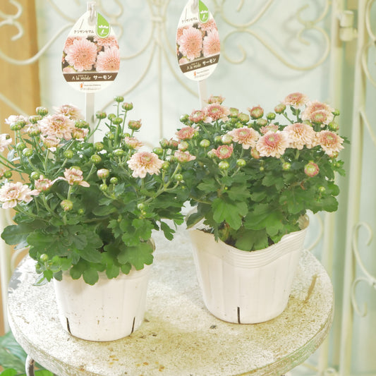 秋の寄せ植えに。蕾たくさん!!クリサンマム　アラモード【サーモン】