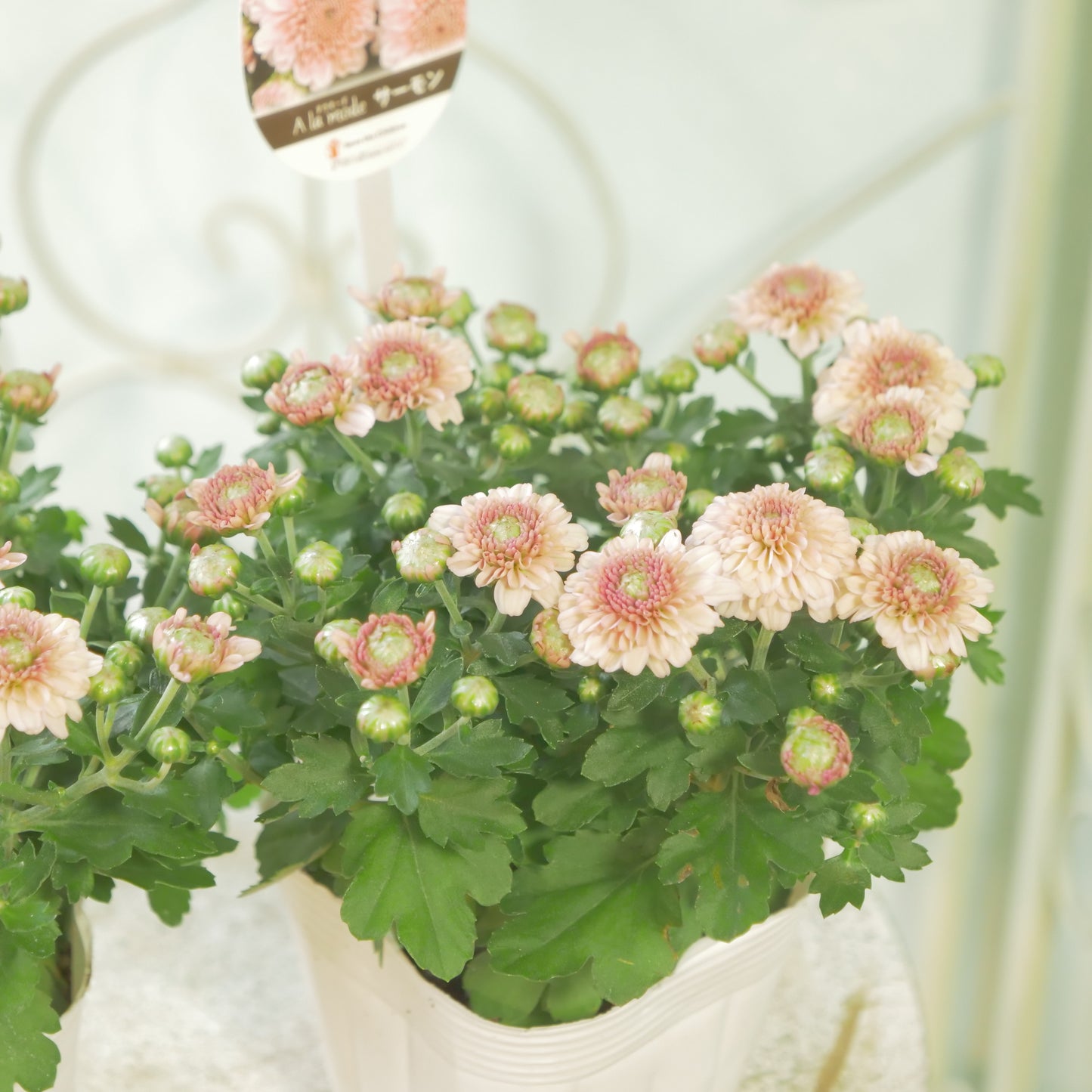 秋の寄せ植えに。蕾たくさん!!クリサンマム　アラモード【サーモン】