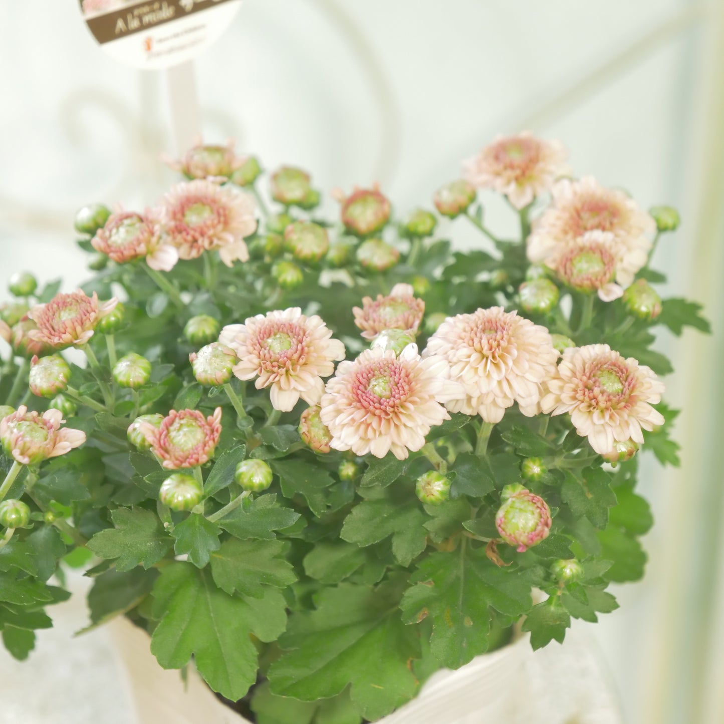 秋の寄せ植えに。蕾たくさん!!クリサンマム　アラモード【サーモン】