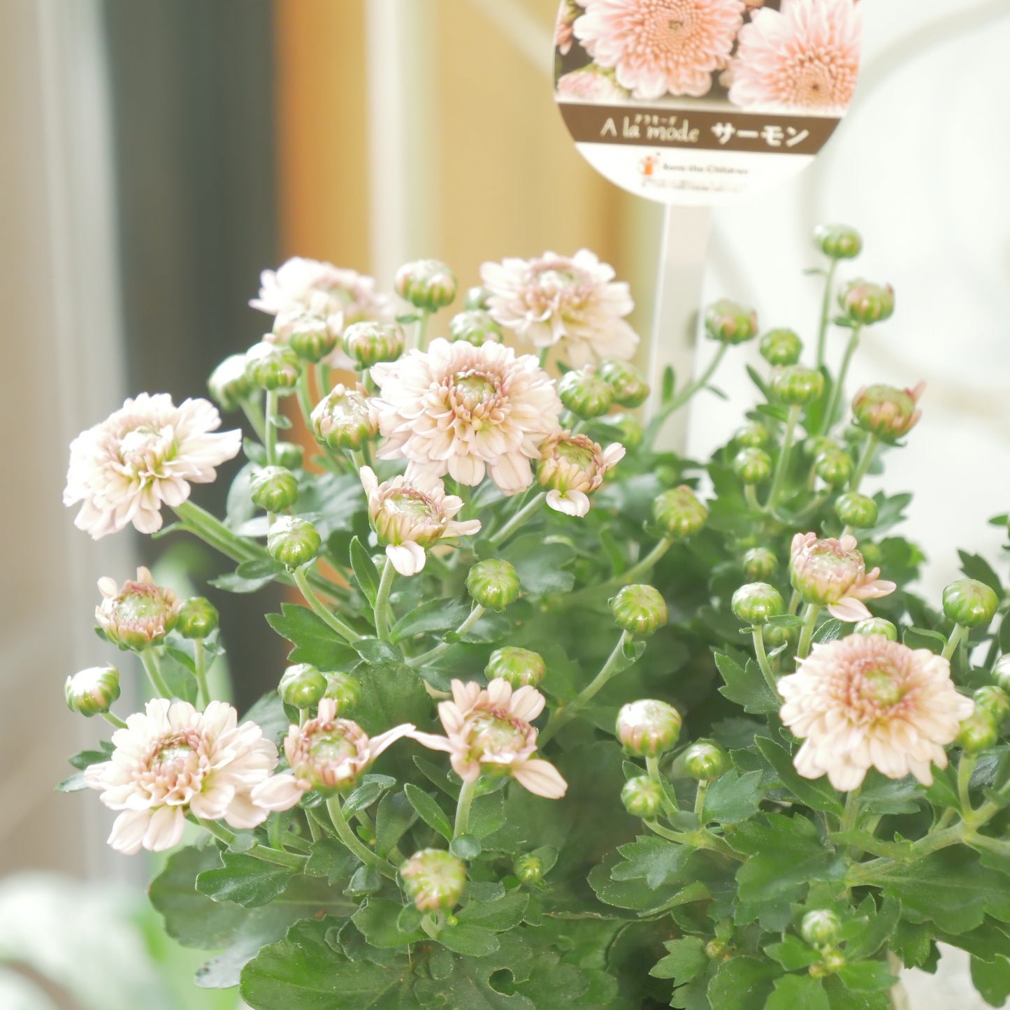 秋の寄せ植えに。蕾たくさん!!クリサンマム　アラモード【サーモン】