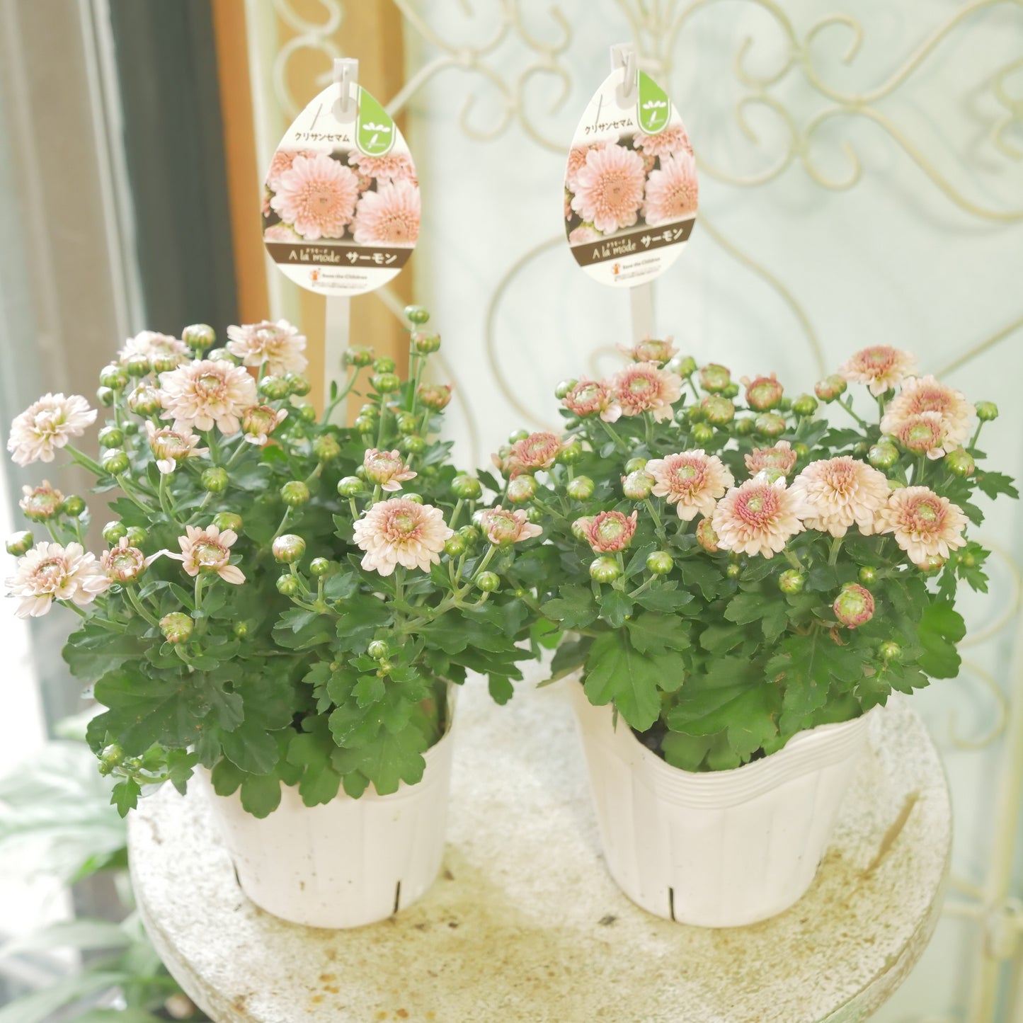 秋の寄せ植えに。蕾たくさん!!クリサンマム　アラモード【サーモン】