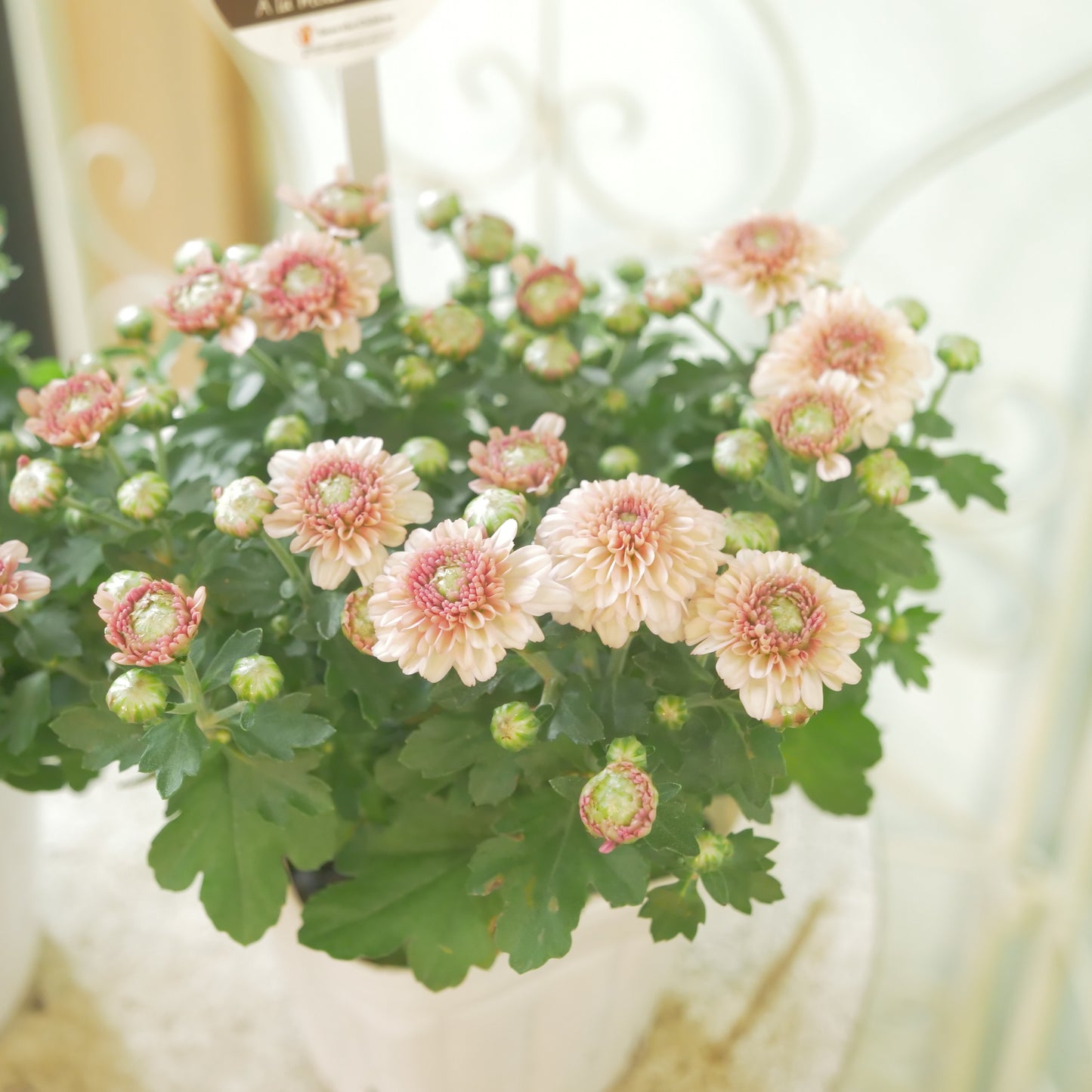 秋の寄せ植えに。蕾たくさん!!クリサンマム　アラモード【サーモン】