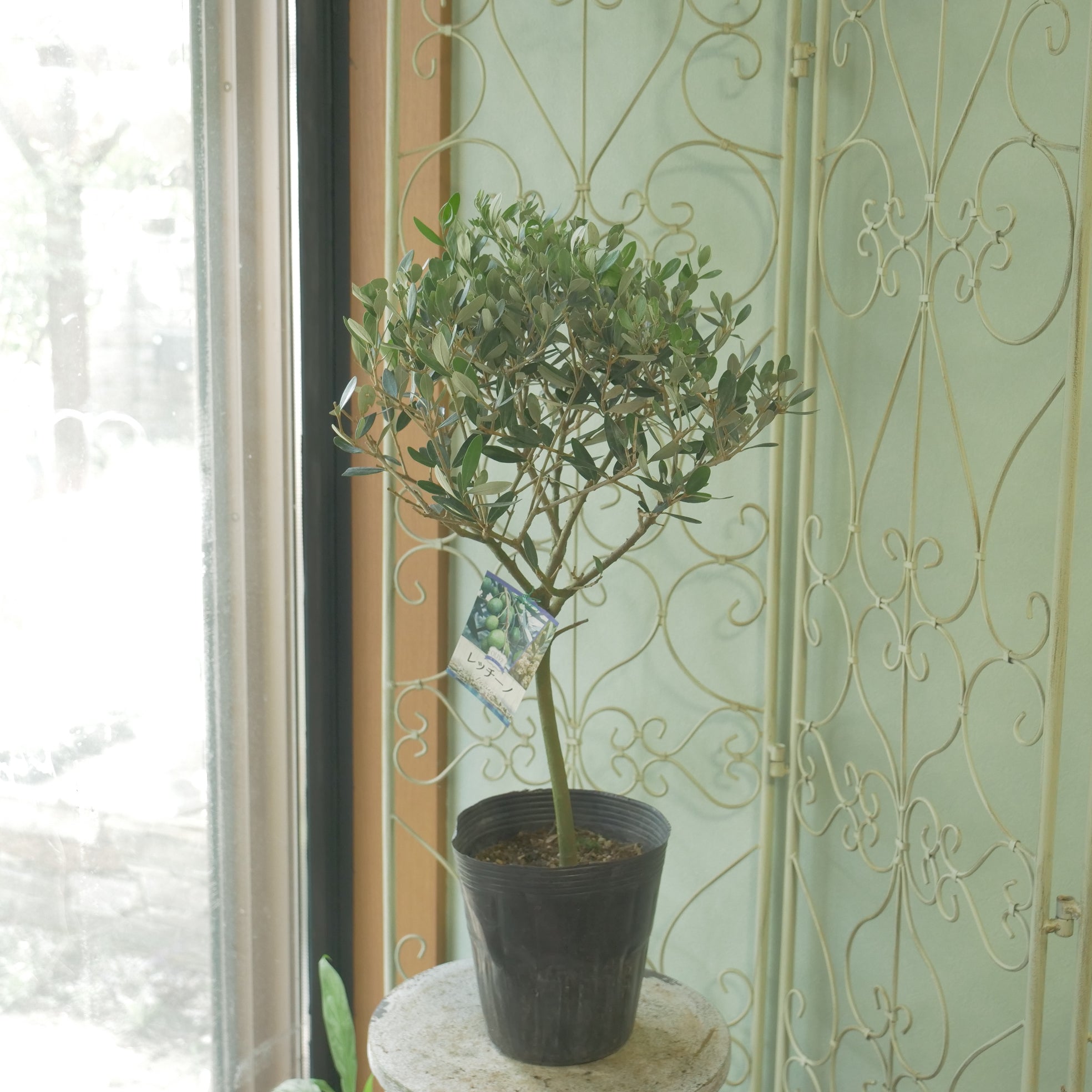 耐寒強 オリーブ レッチーノ Lサイズ 観葉植物 calm cafe 耐寒強 オリーブ レッチーノ Lサイズ 観葉植物 calm cafe 耐寒強