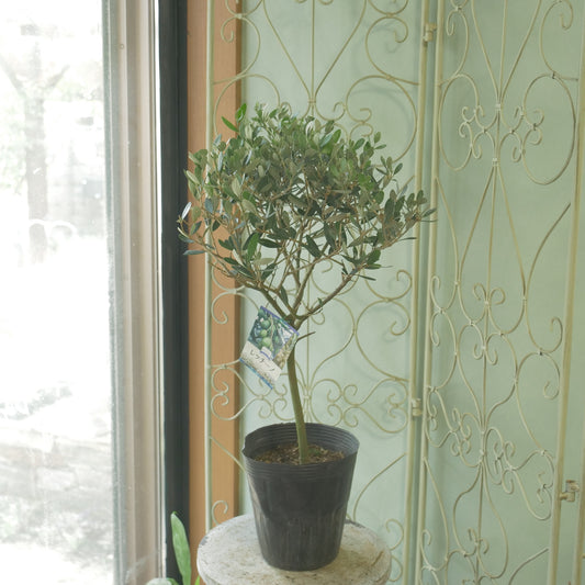 オリーブ 【レッチーノ】 スタンド仕立て 6寸