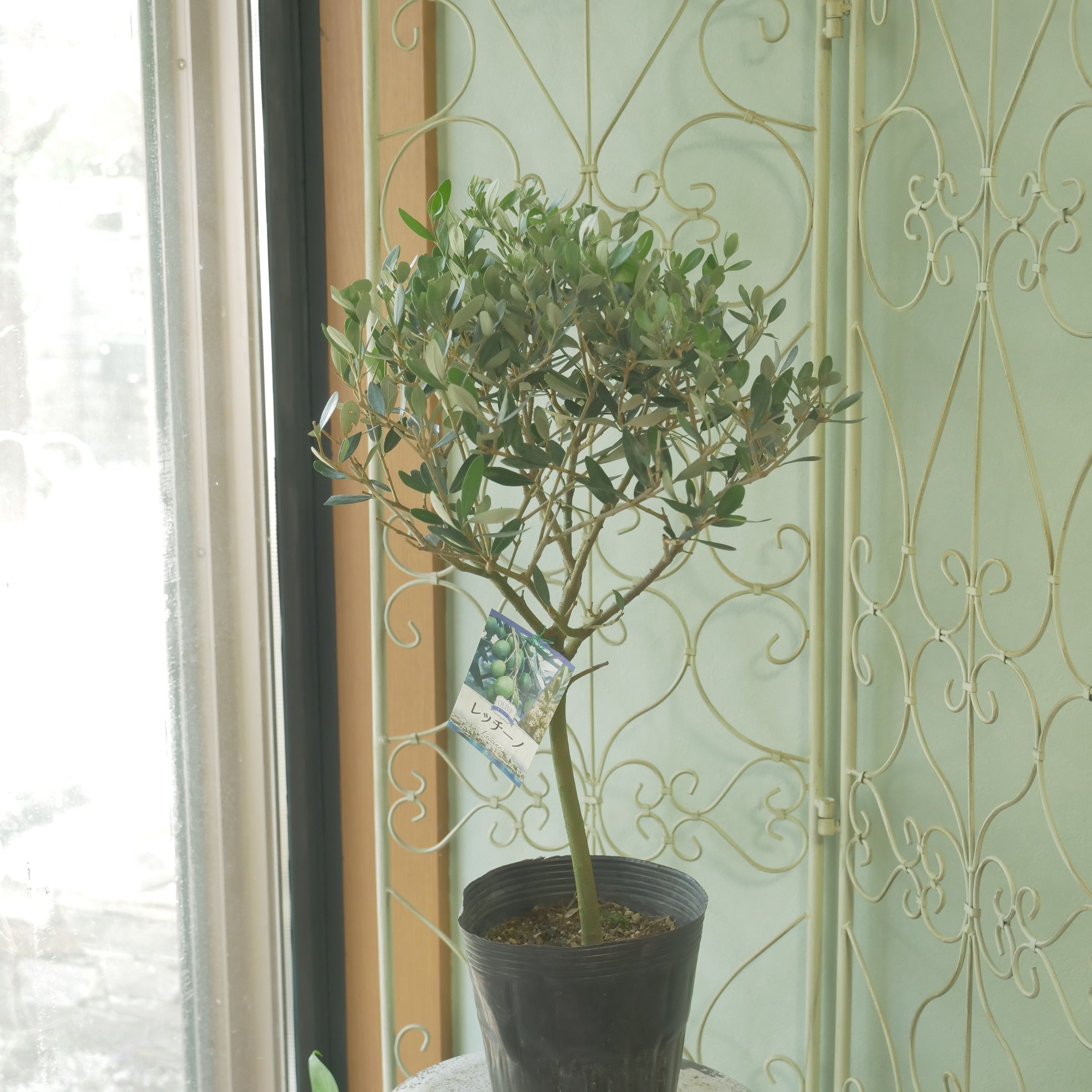 オリーブ 【レッチーノ】 スタンド仕立て 6寸 – flower magic