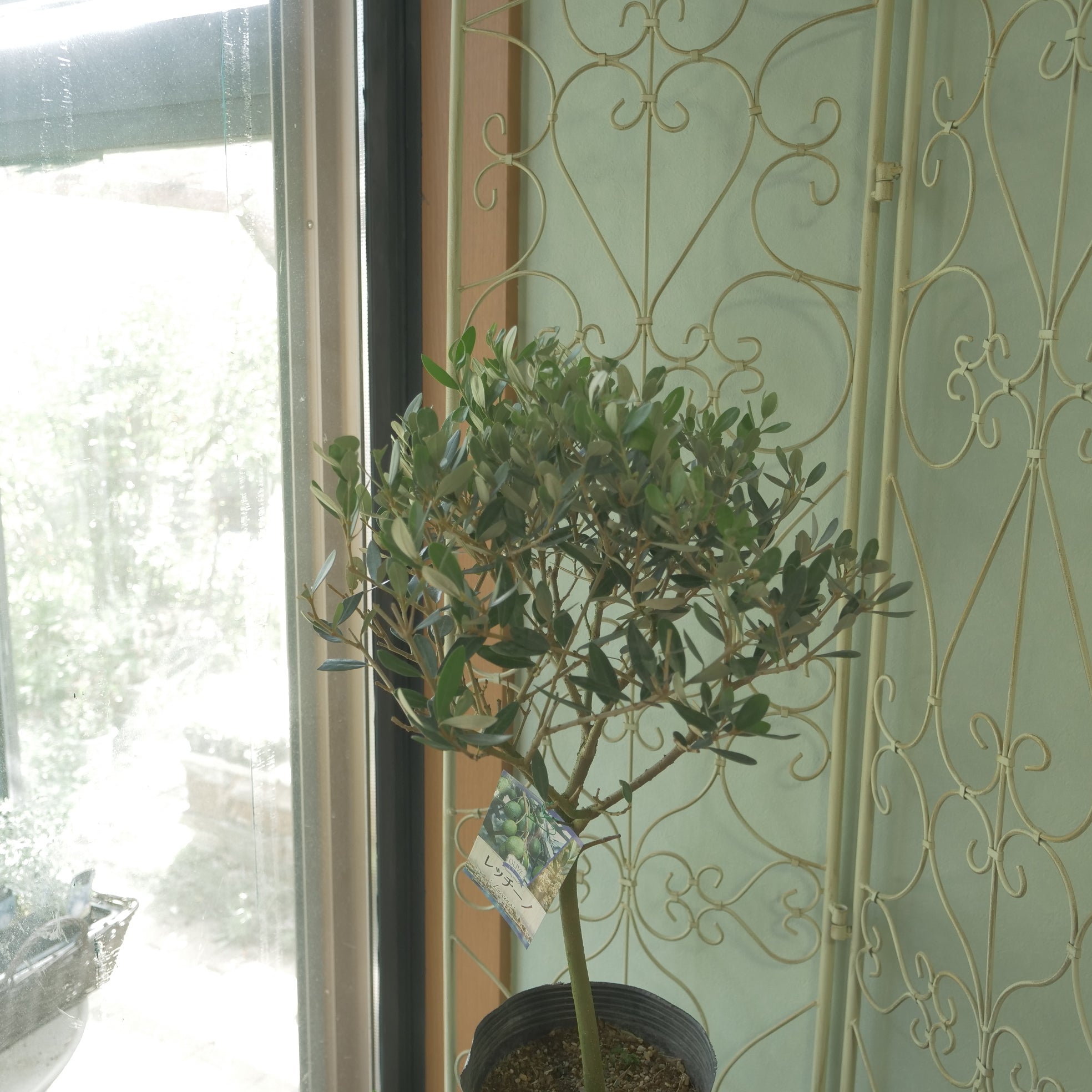 オリーブ 【レッチーノ】 スタンド仕立て 6寸 – flower magic