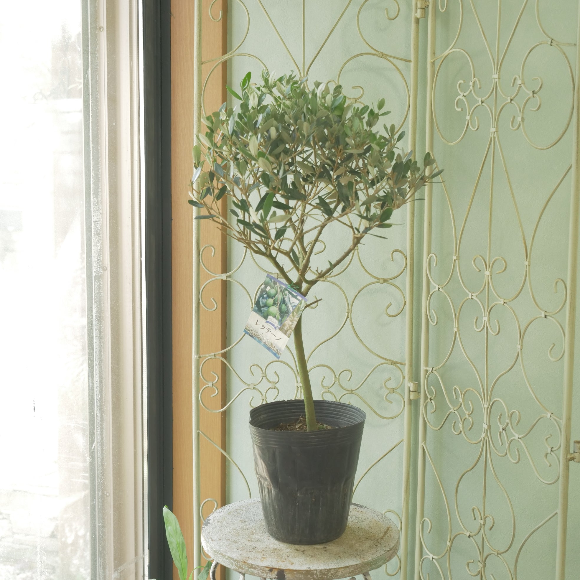 オリーブ 【レッチーノ】 スタンド仕立て 6寸 – flower magic