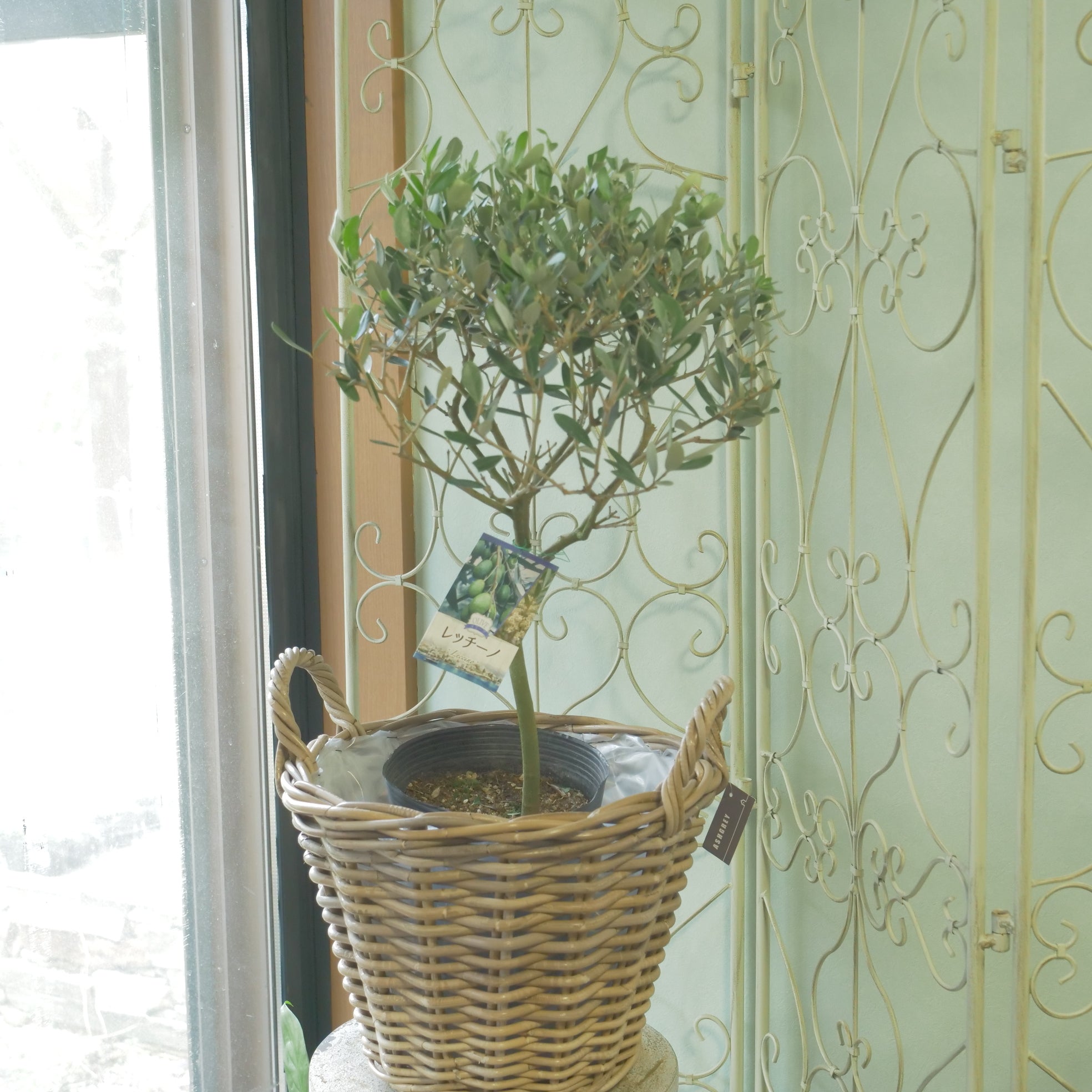 オリーブ 【レッチーノ】 スタンド仕立て 6寸 – flower magic