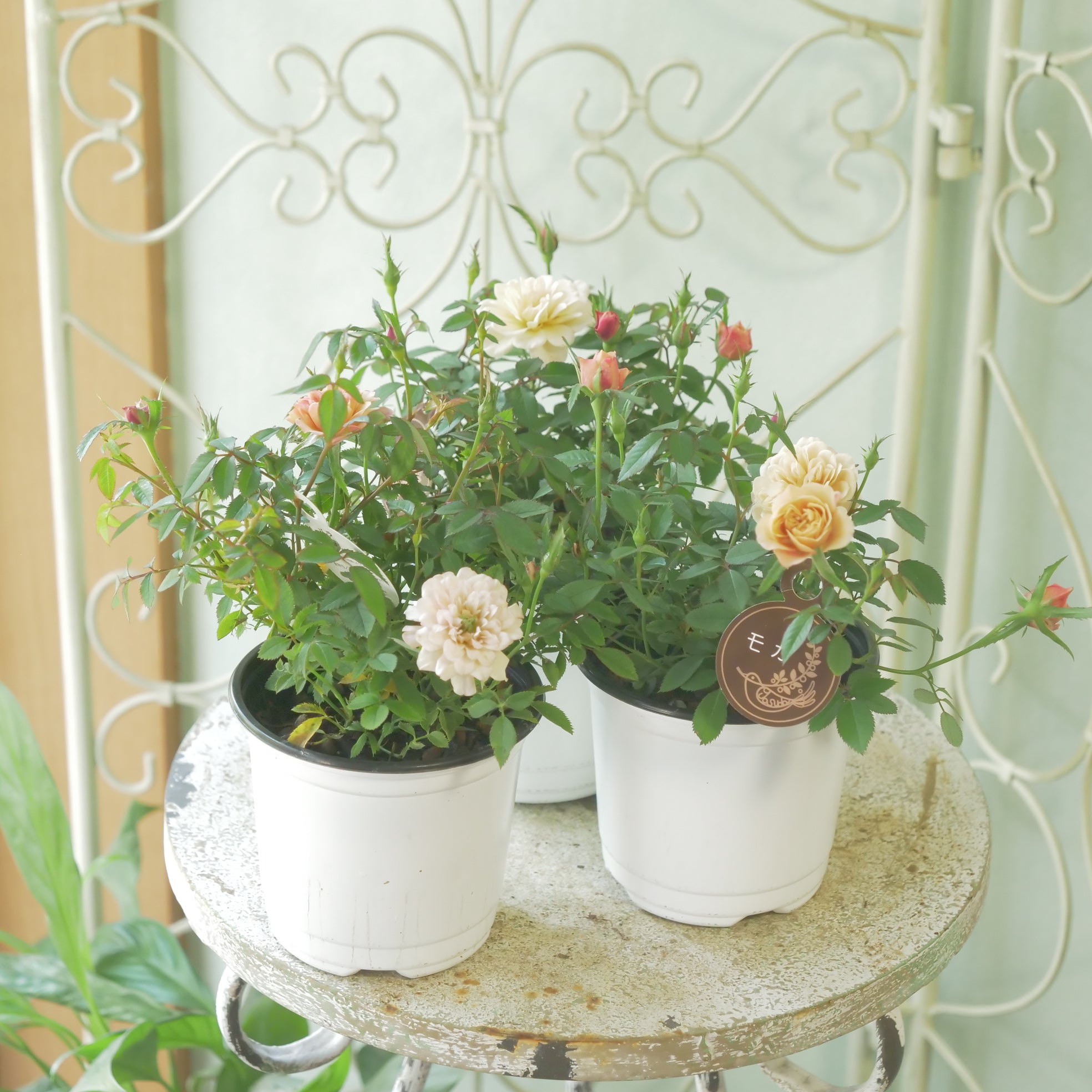 新着商品 – flower magic