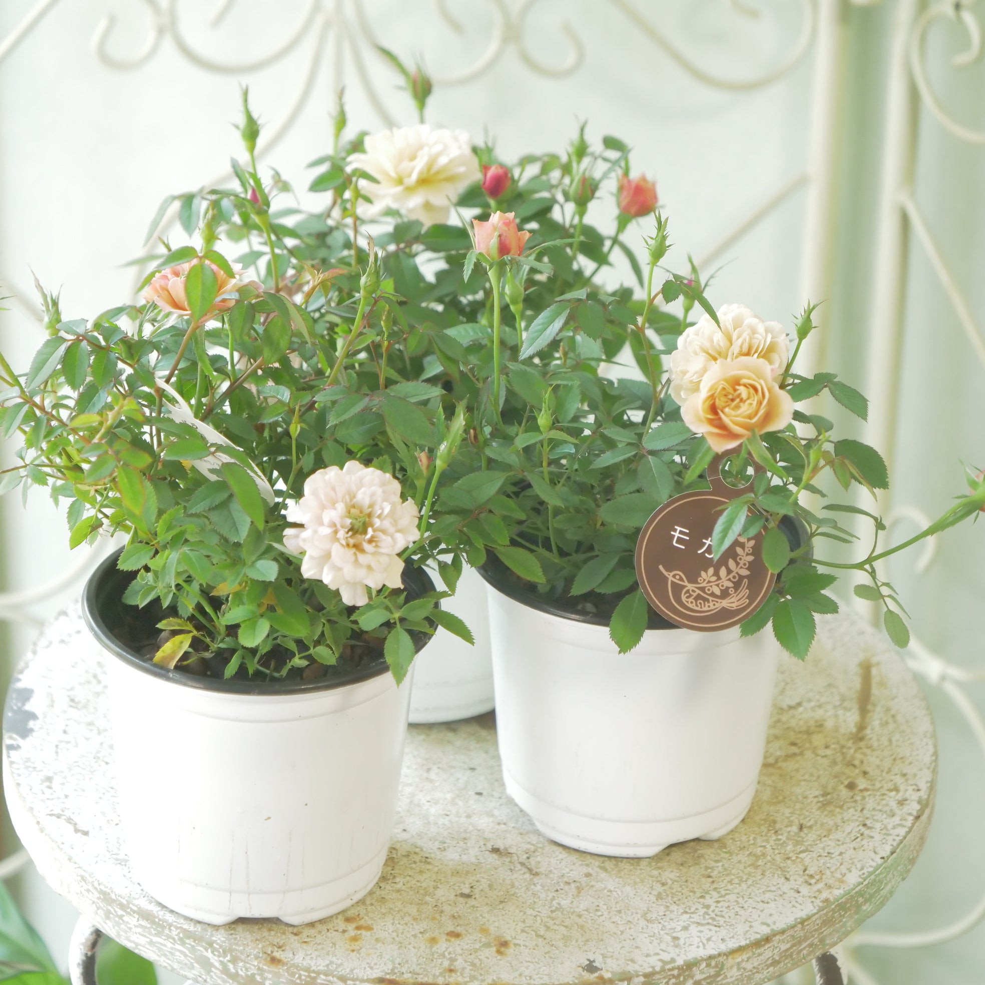 花苗、リーフ苗 – flower magic