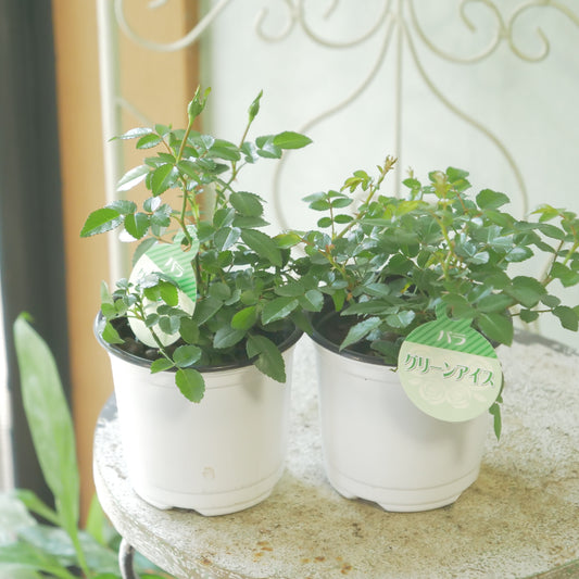 ミニ薔薇【グリーンアイス】開花見込み株