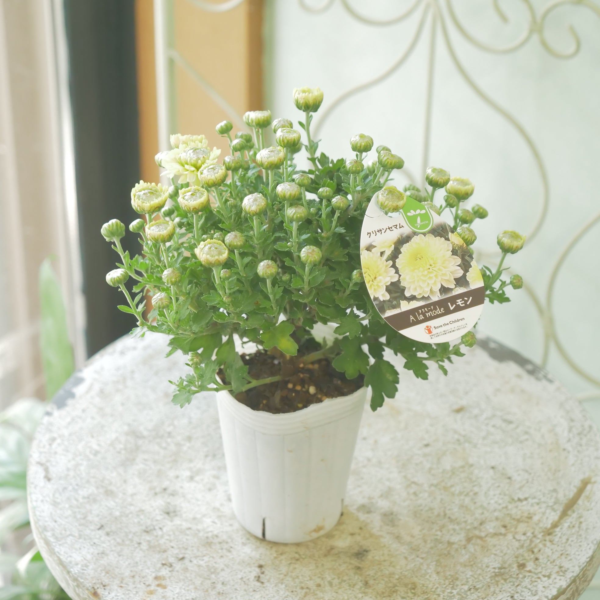 フープブーケ❤︎ホワイト ホワイトブーケギフトOPP袋-1｜ギフト、ラッピング用品、包装