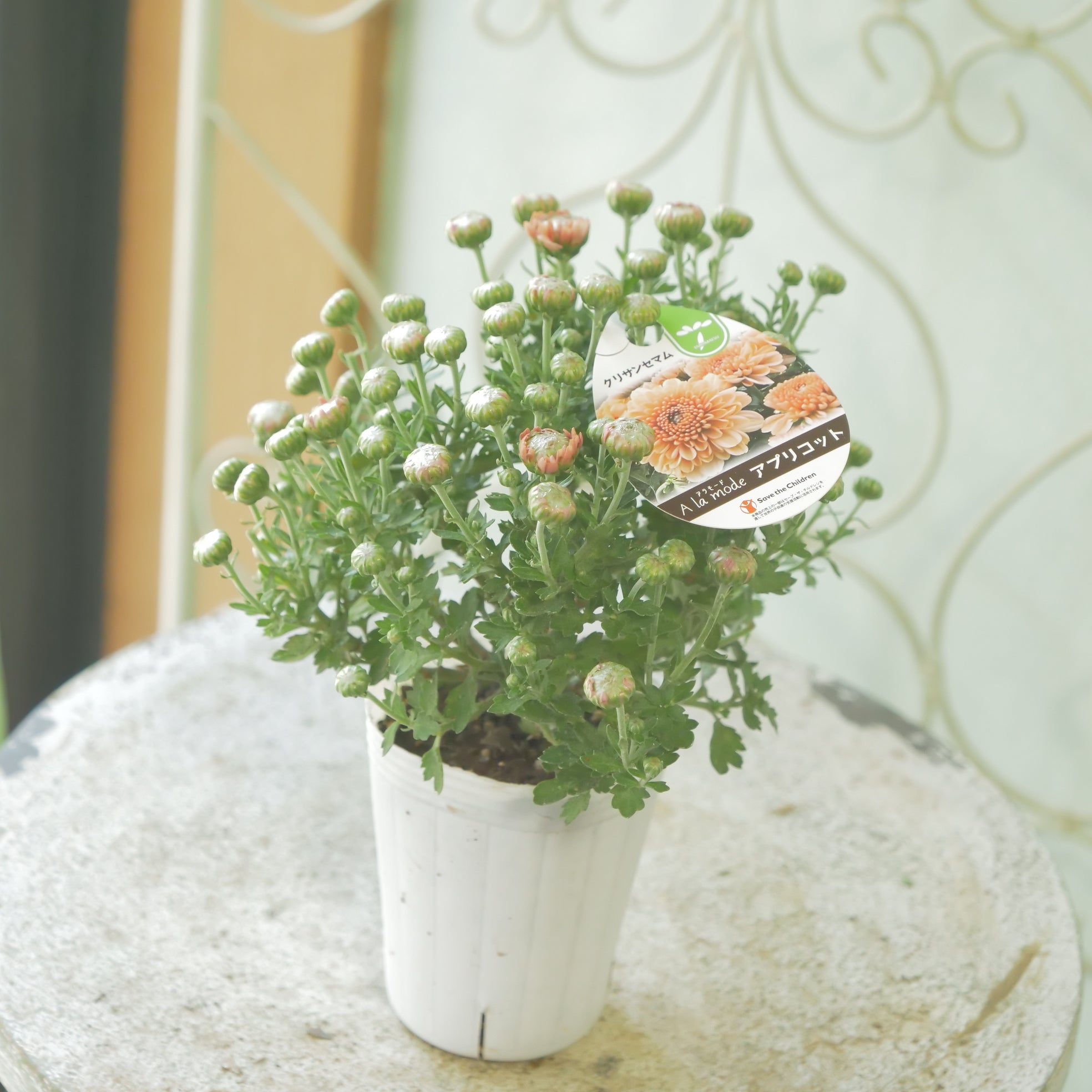 ローズマリーフレンチラベンダー白コーラプラント　苗セットリュウキュウヨモギ ローズマリーフレンチラベンダー白コーラプラント 苗セット