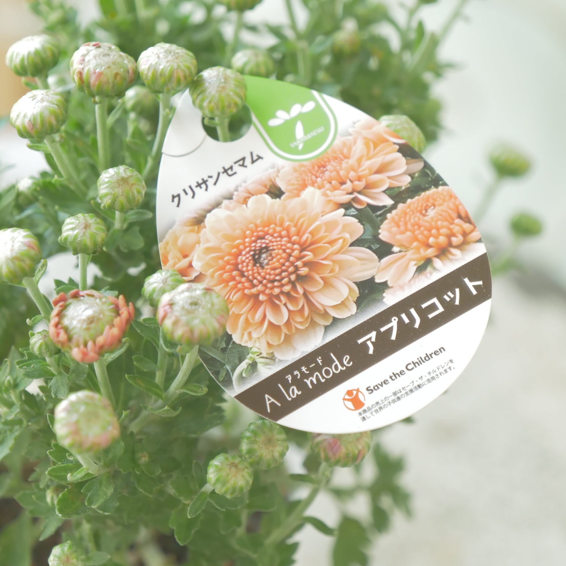 新着商品 – flower magic