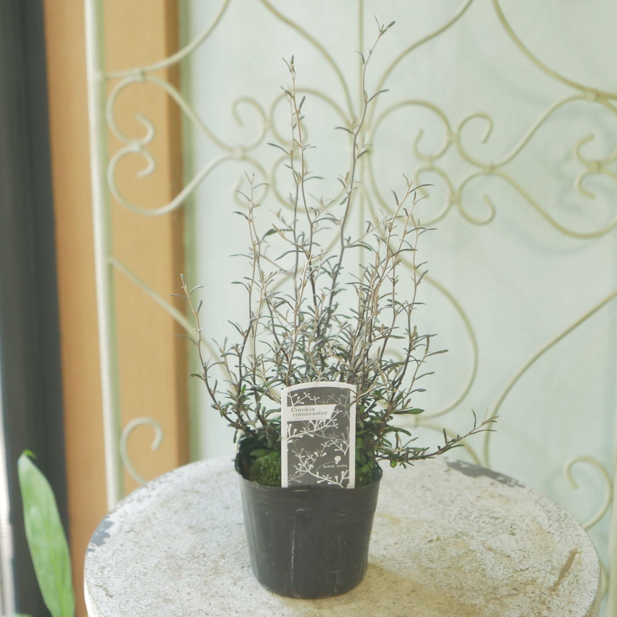 Pick up – flower magic