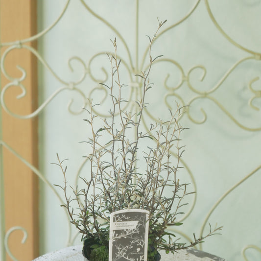 秋冬の寄せ植えにおススメ　コロキア　コトネアスター