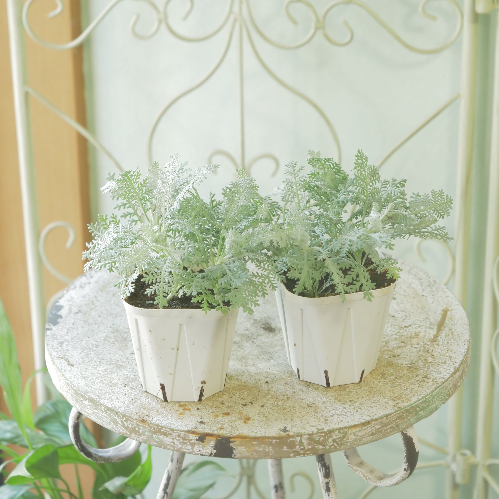 お花ページ Amazon | O-622 立体お花シールクラフトパンチ ペーパーフラワー