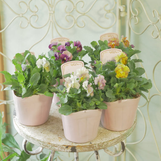 ビオラ【アイクルール】花日和さん×桐生ふぁ～むさん共同開発