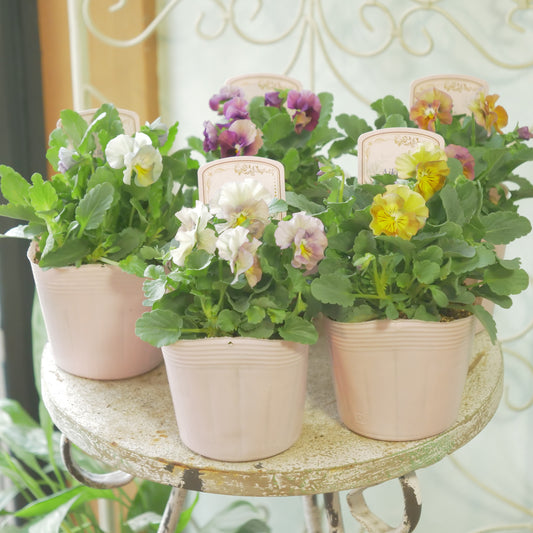 ビオラ【アイクルール】花日和さん×桐生ふぁ～むさん共同開発