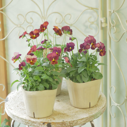 奥田園芸さん生産。なごみももか【しんしん】