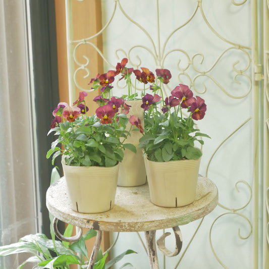 奥田園芸さん生産。なごみももか【しんしん】