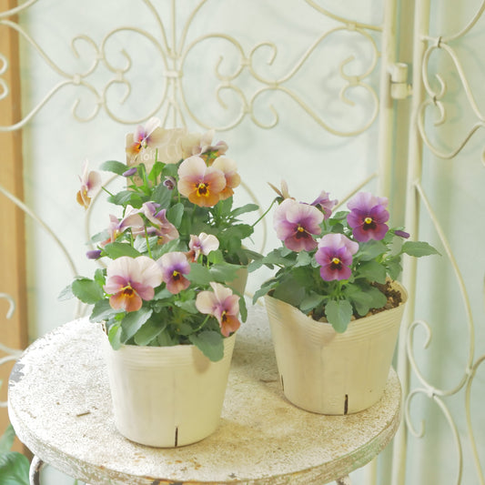 奥田園芸さん生産。ビオラ　ももか【ぶどう】