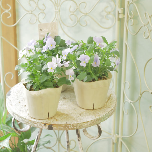 奥田園芸さん生産。ビオラ ビビ【ヘブンリーブルー】