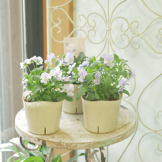 奥田園芸さん生産。ビオラ ビビ【ヘブンリーブルー】