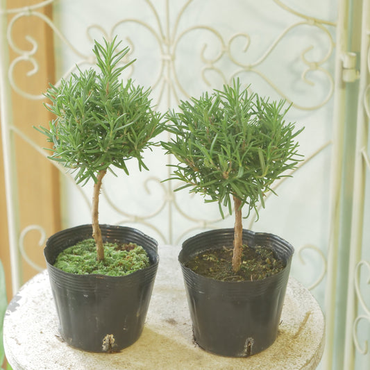 ローズマリー　珍しいスタンド仕立て