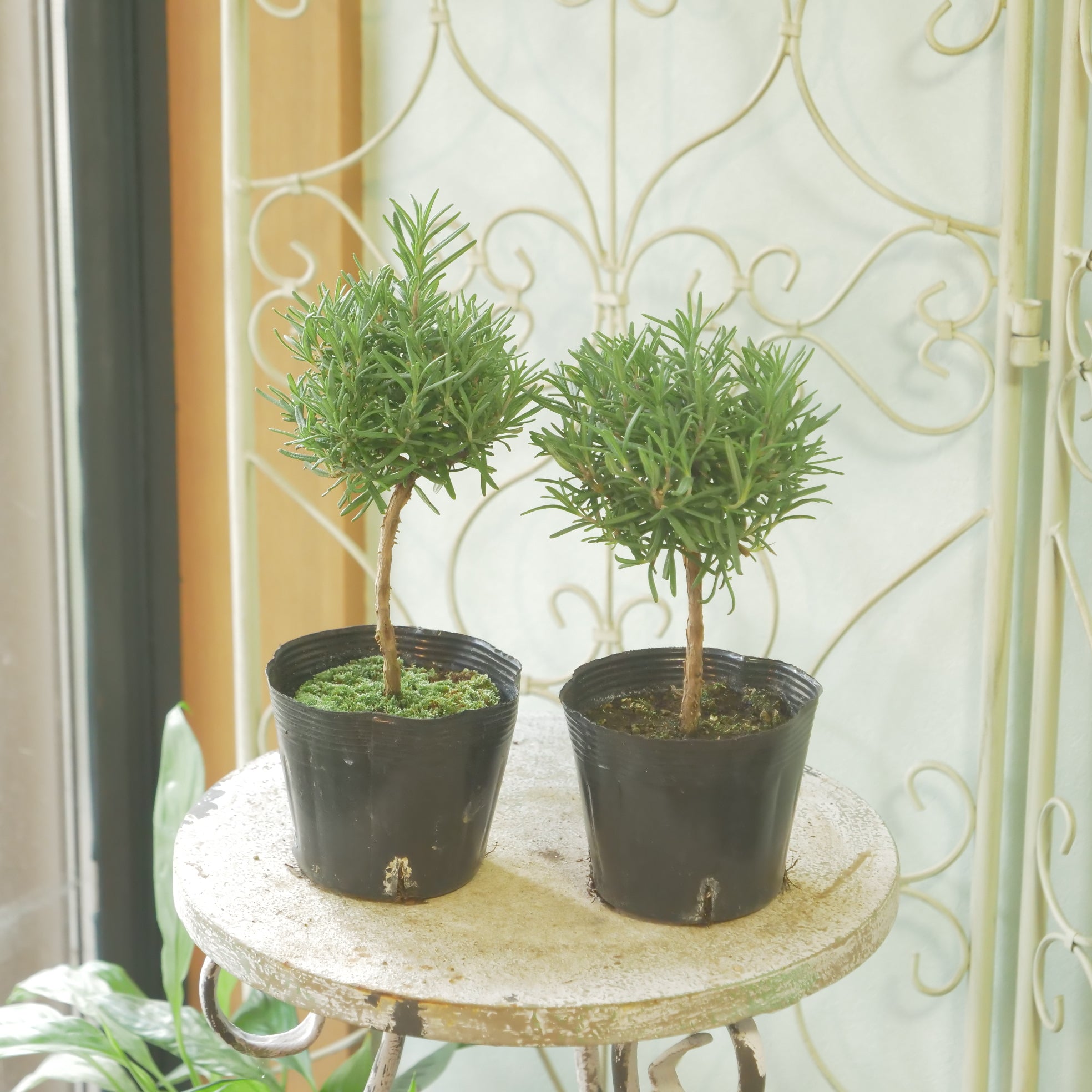 花苗、リーフ苗 – flower magic