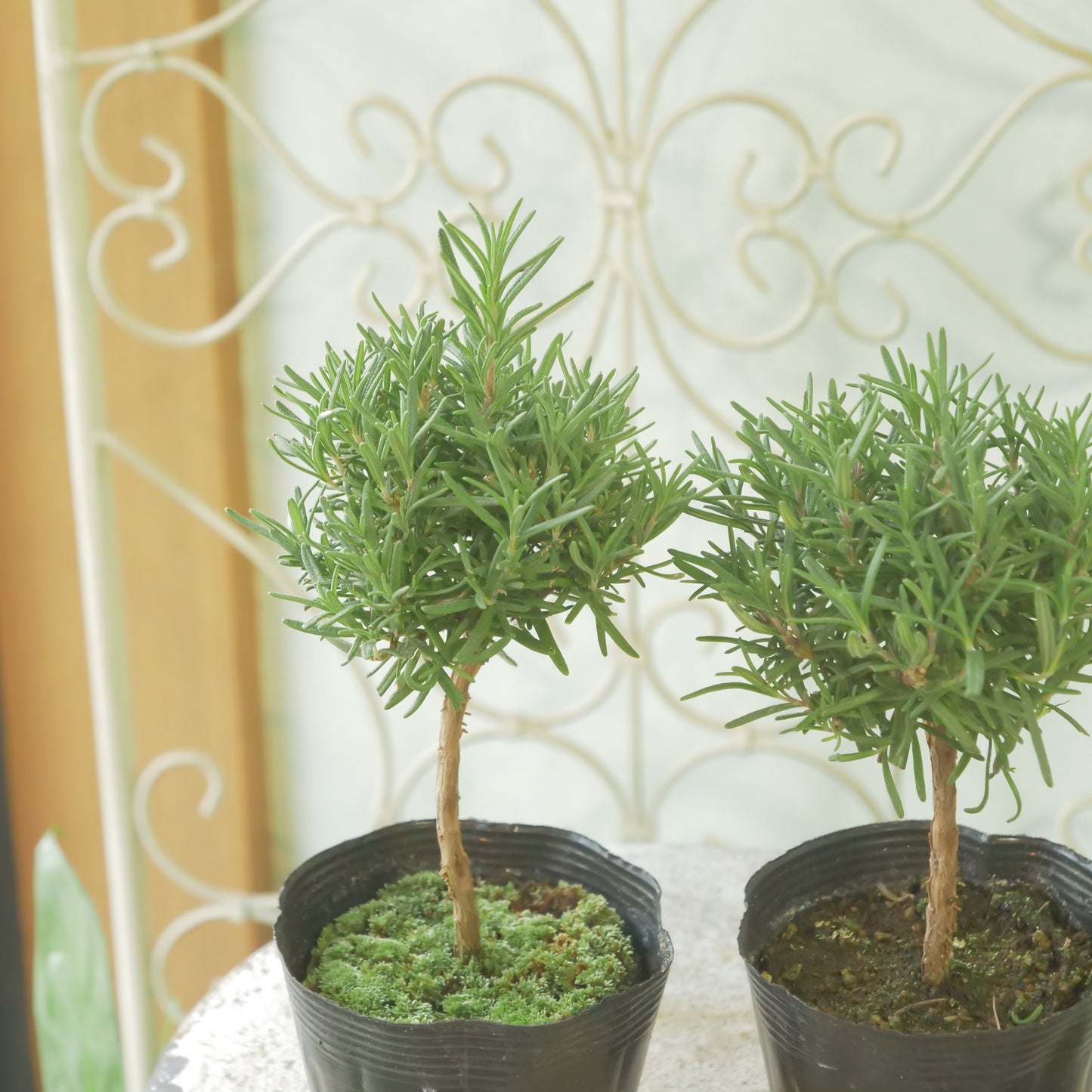 ローズマリー　珍しいスタンド仕立て