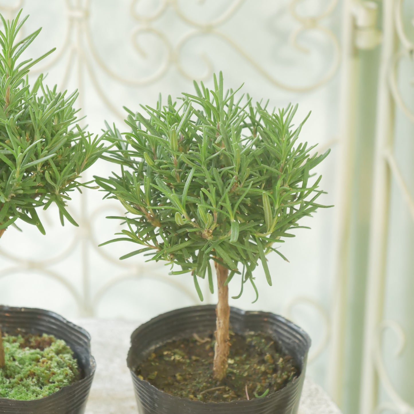 ローズマリー　珍しいスタンド仕立て