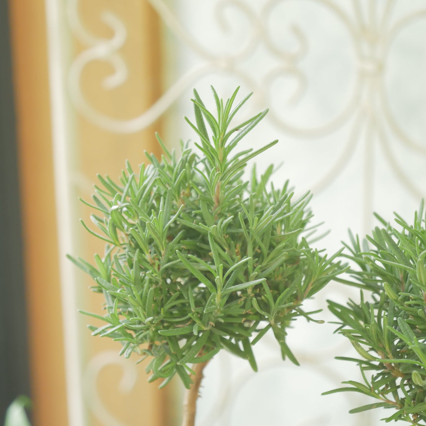 ローズマリー　珍しいスタンド仕立て