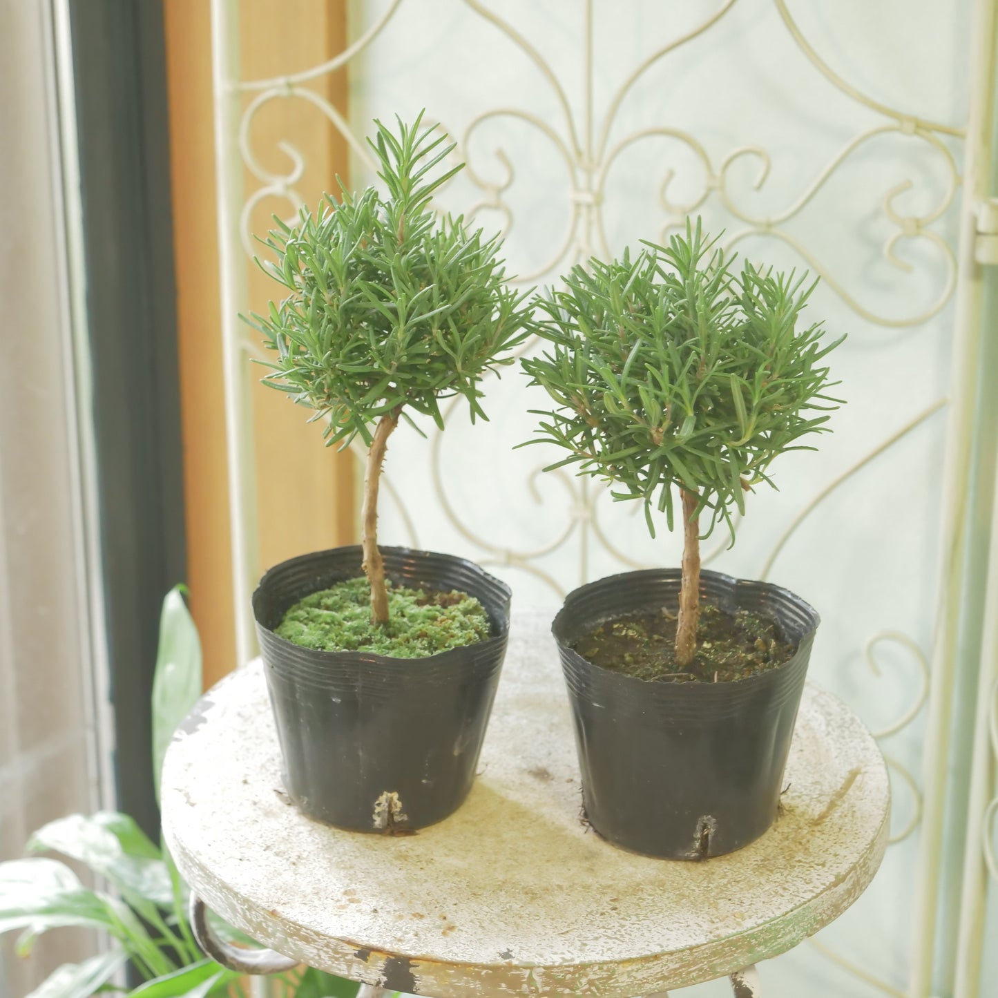 ローズマリー　珍しいスタンド仕立て