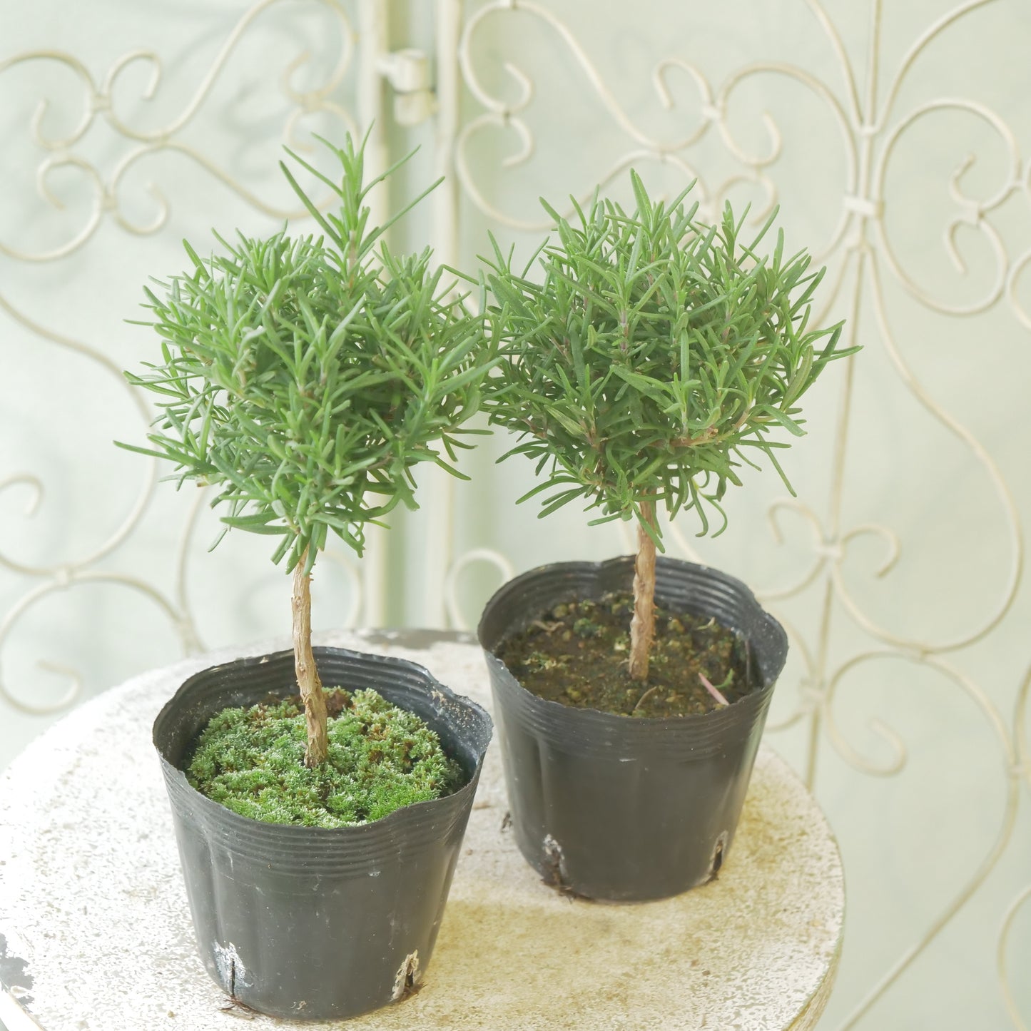 ローズマリー　珍しいスタンド仕立て