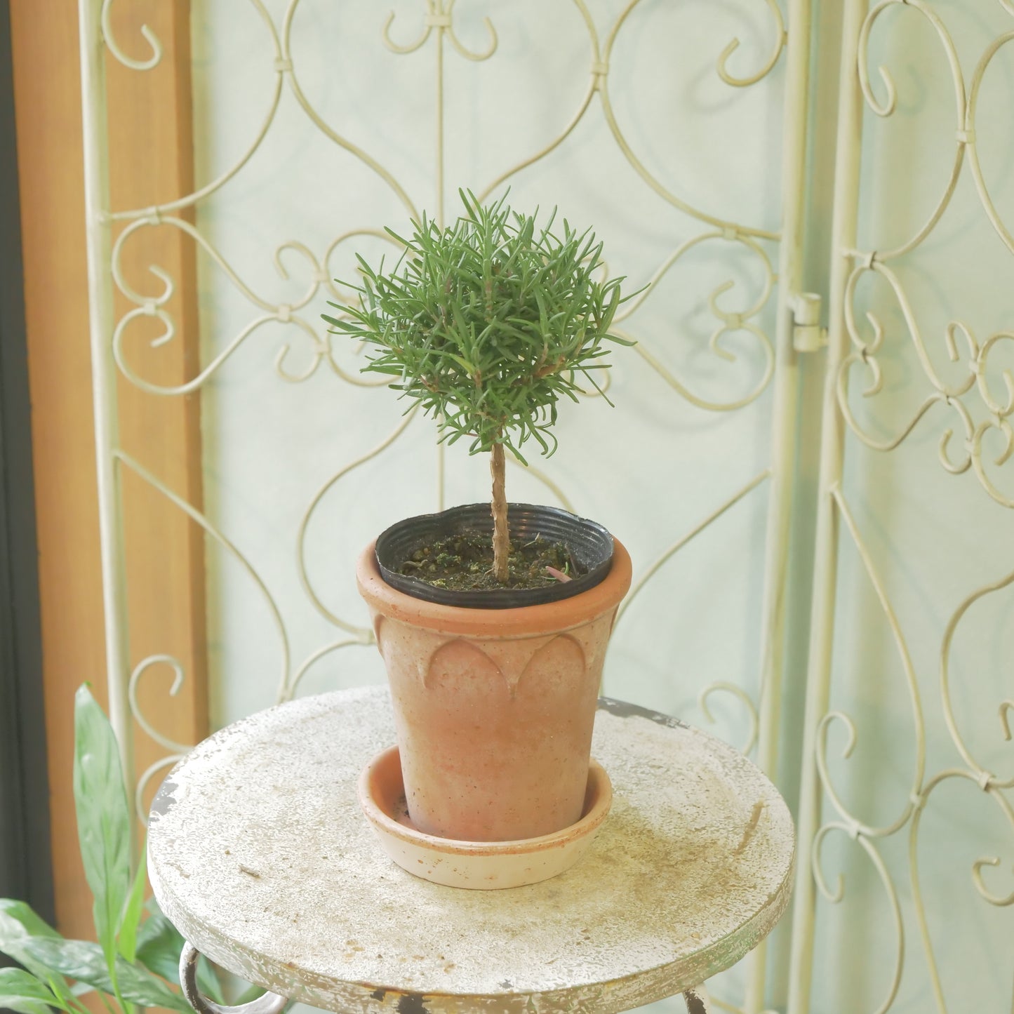 ローズマリー　珍しいスタンド仕立て