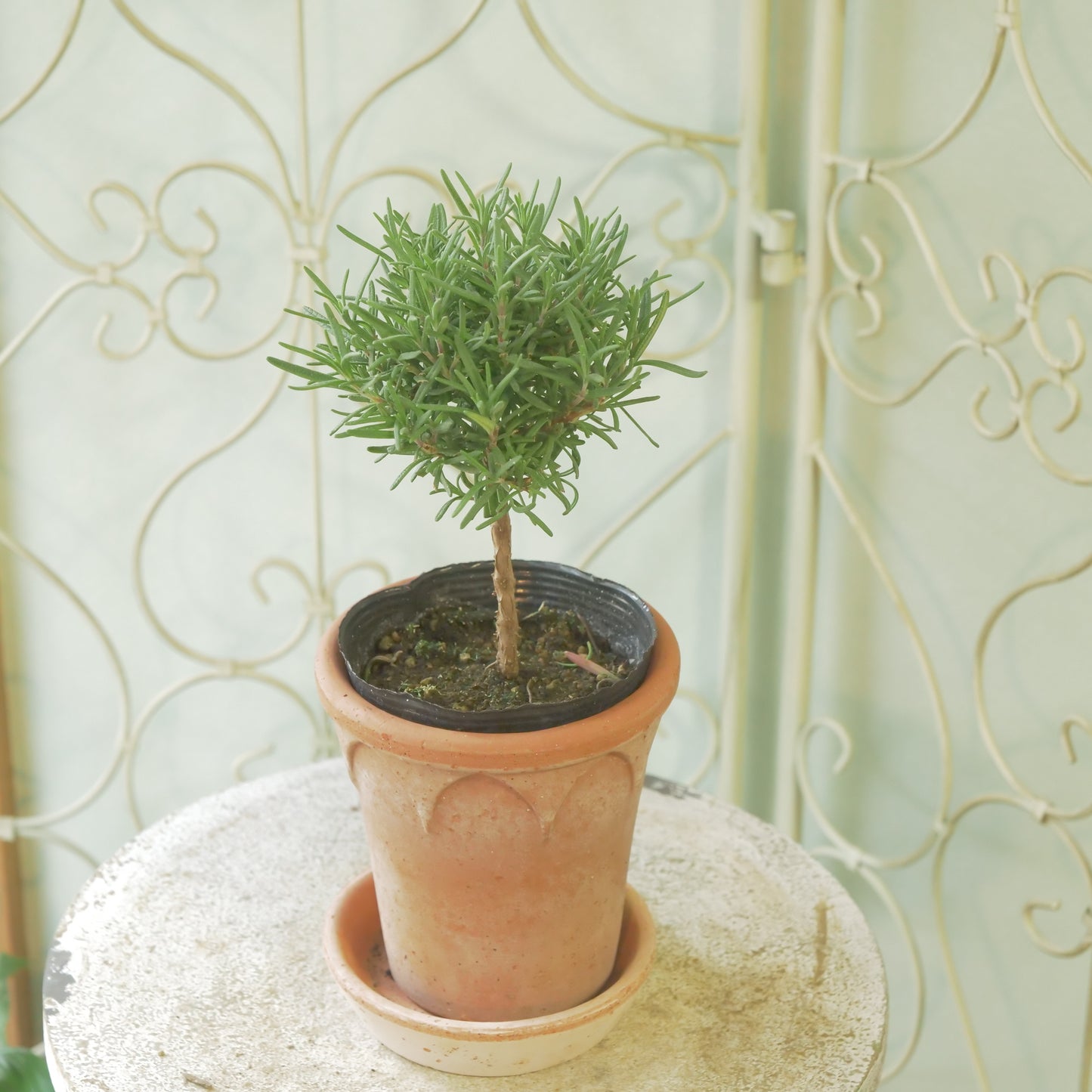 ローズマリー　珍しいスタンド仕立て