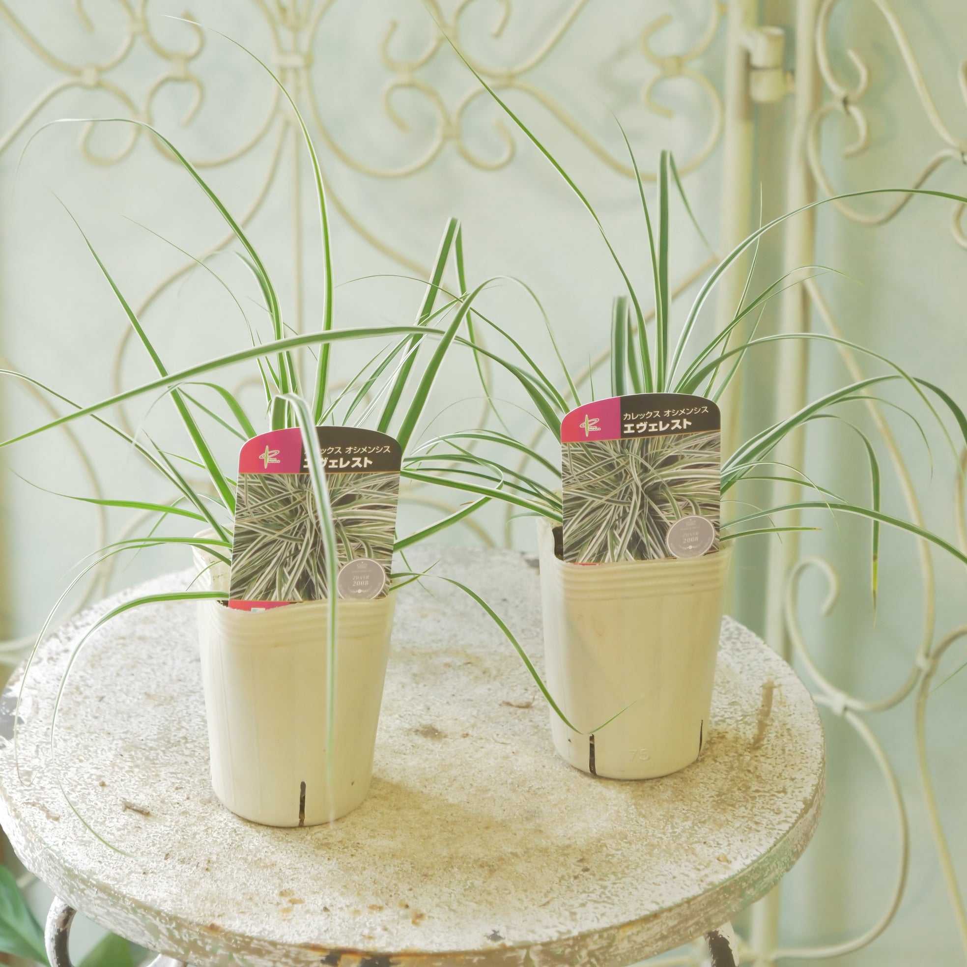 花苗、リーフ苗 – flower magic