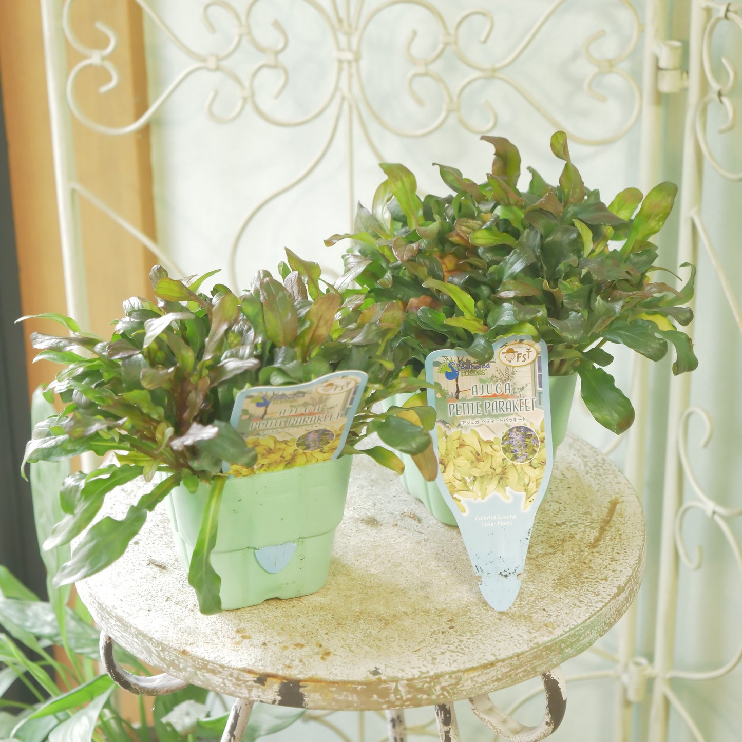 新品種！アジュガ　フェザードフレンズ【ペティートパラキート】立派な株。